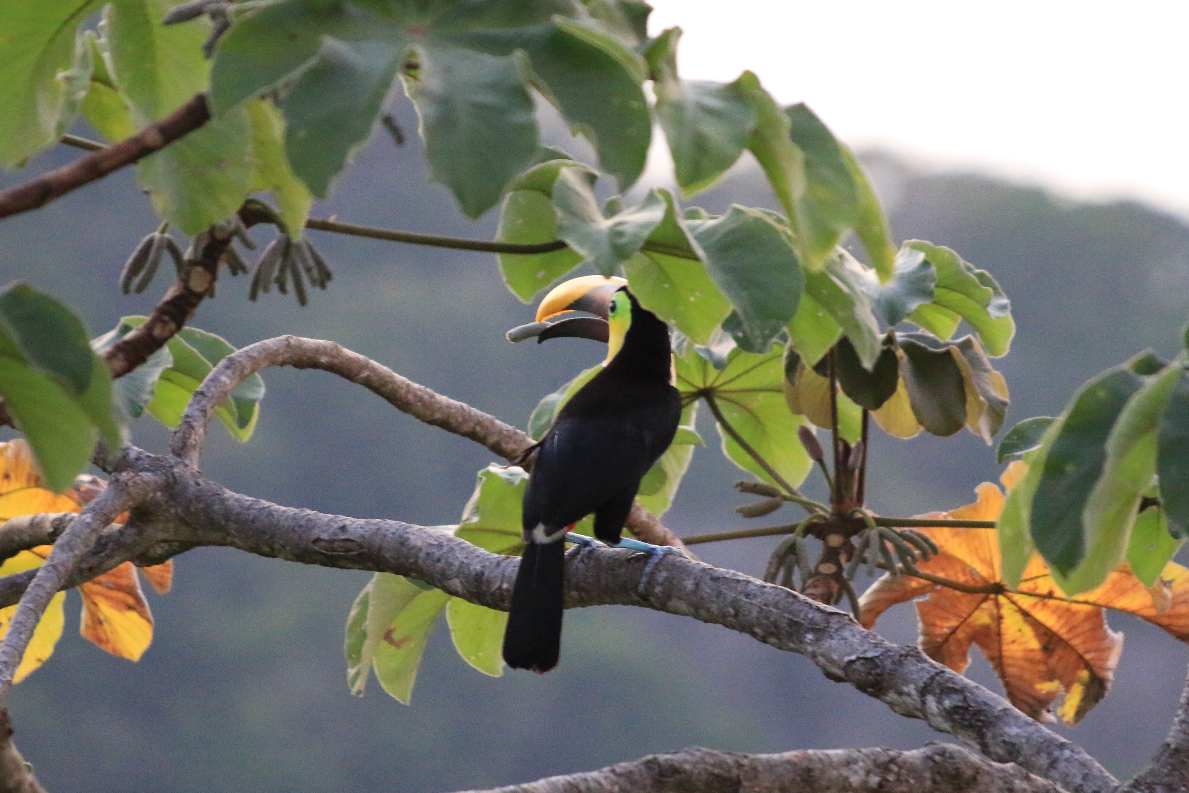 Costa Rica